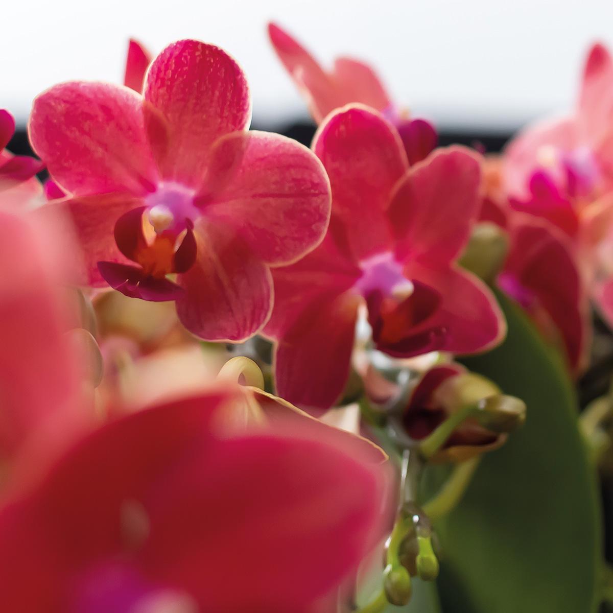 COMBI DEAL van 2 Orchideeën