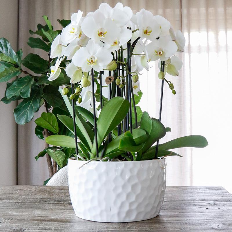 Honey dish wit - Keramieken planten schaal met honing patroon - geschikt als plantenbak - potmaat Ø30cm
