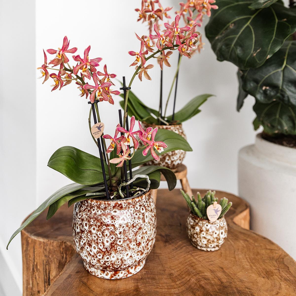 Hummingbird Home | Offre combinée - Pots Safari