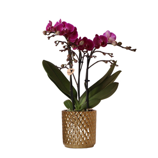 Paarse Phalaenopsis orchidee - Morelia + Diamond sierpot goud - potmaat Ø9cm - 35cm hoog