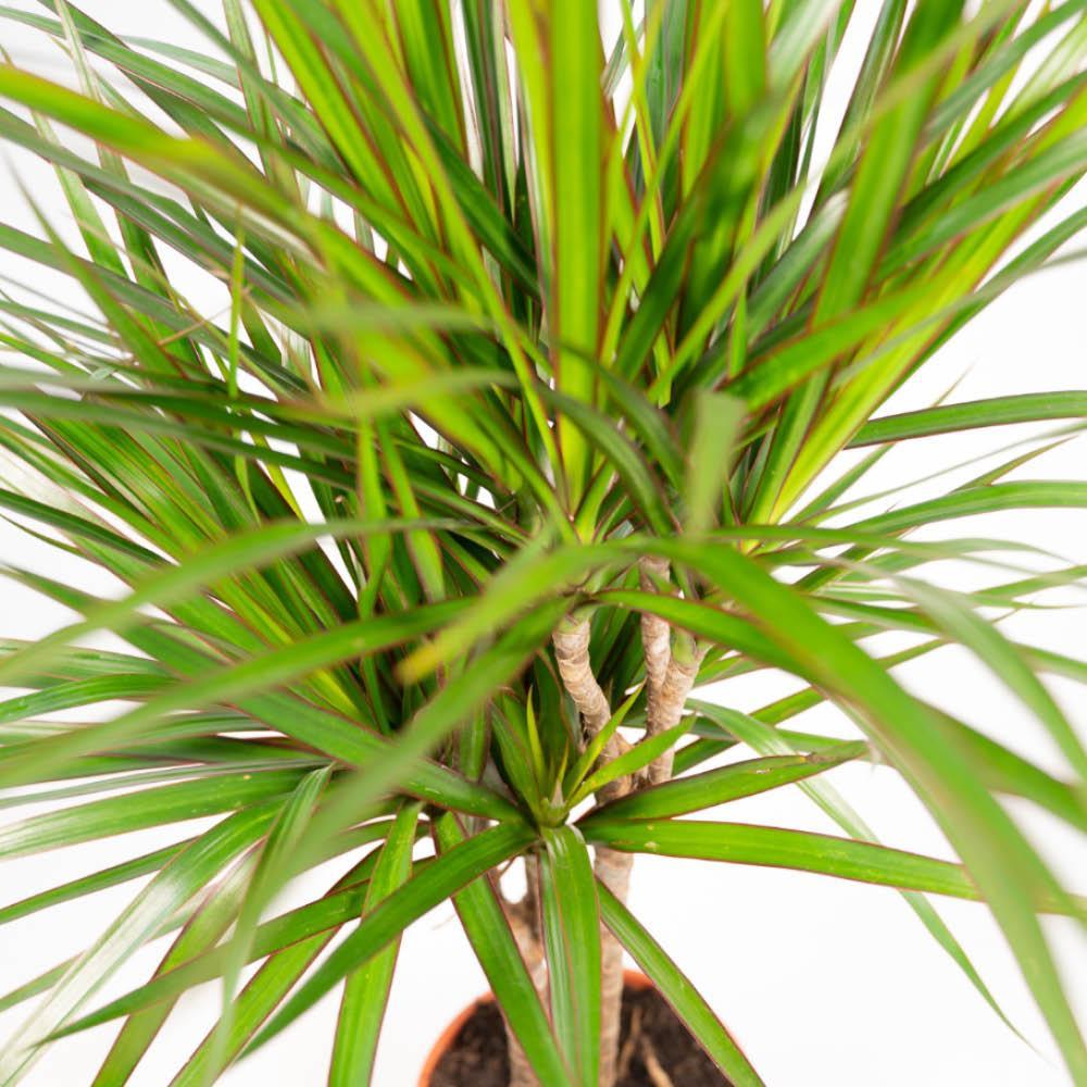 Combi deal: Dracaena (120cm) + Dracaena (70cm)