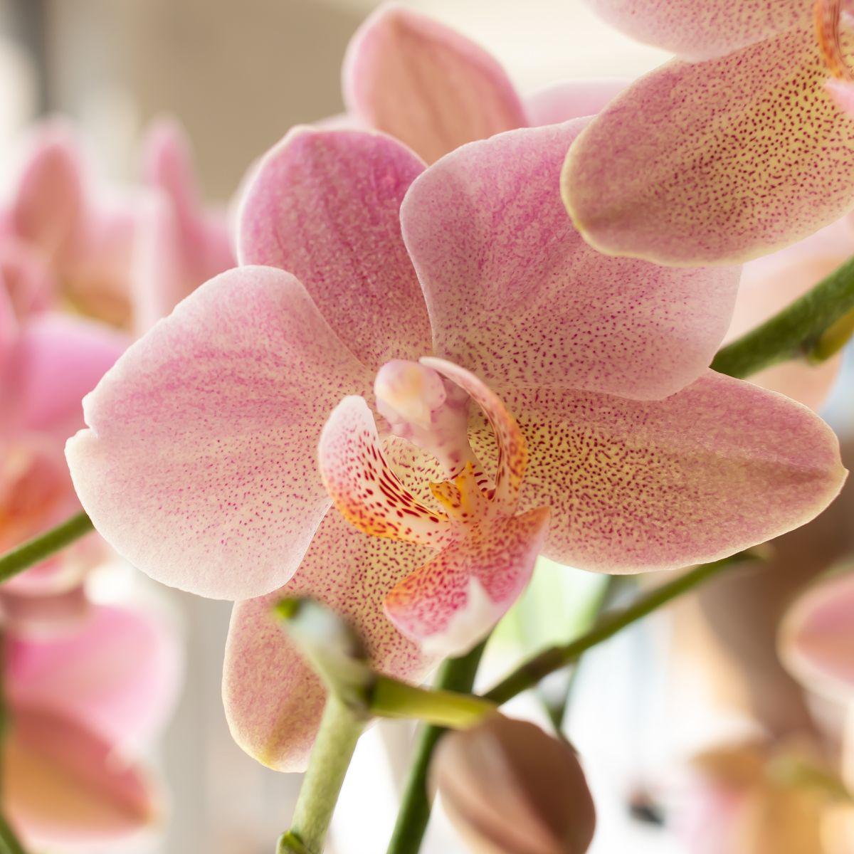 Oudroze Phalaenopsis orchidee - Jewel Treviso - potmaat Ø12cm