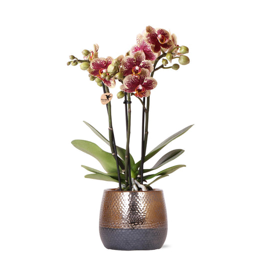 Geel rode Phalaenopsis orchidee – Spain + Elite sierpot copper – potmaat Ø9cm – 40cm hoog