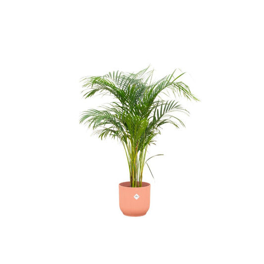Areca palm + elho Vibes Fold Round