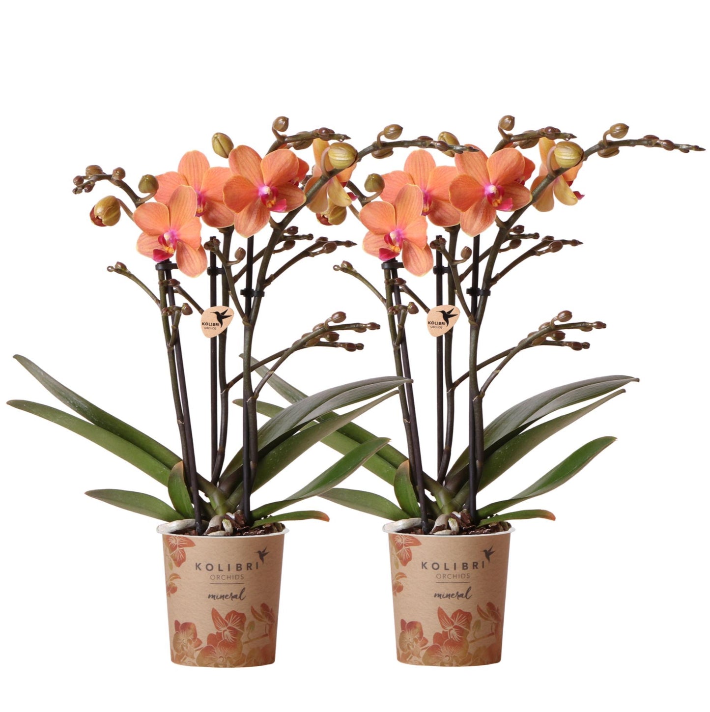 COMBI DEAL van 2 Orchideeën