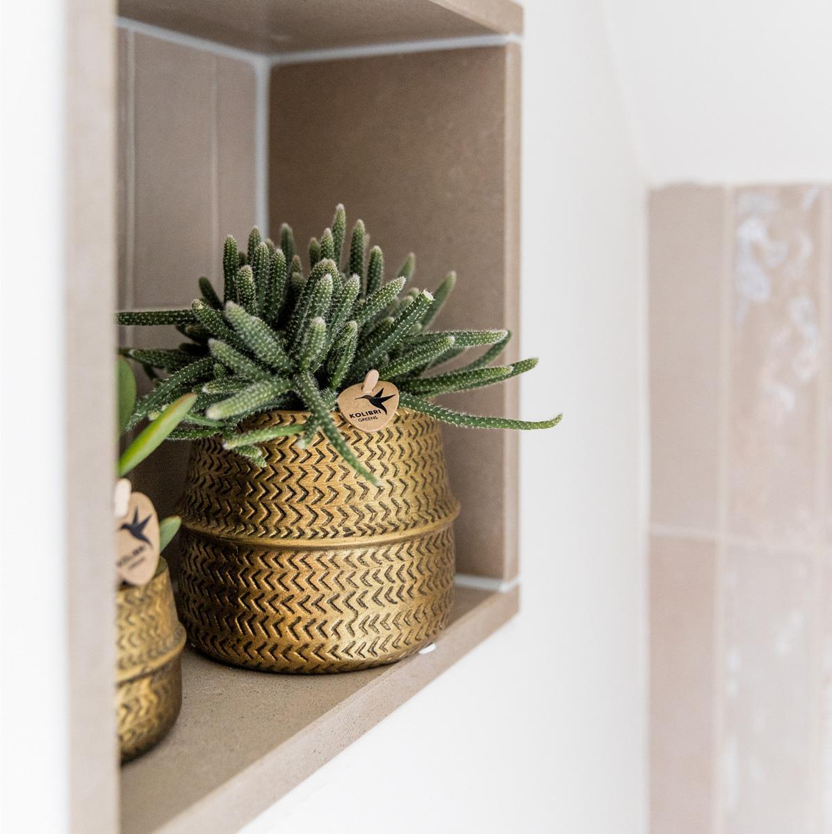 Kolibri Greens | Succulenten set van 2 planten in gouden groove sierpotten - keramiek potmaat Ø9cm