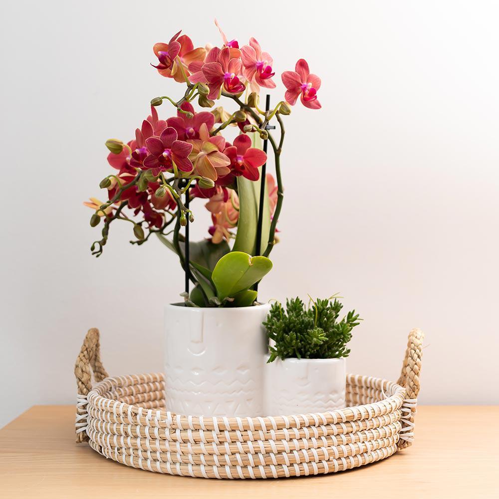 rode Phalaenopsis orchidee - Congo - potmaat Ø9cm