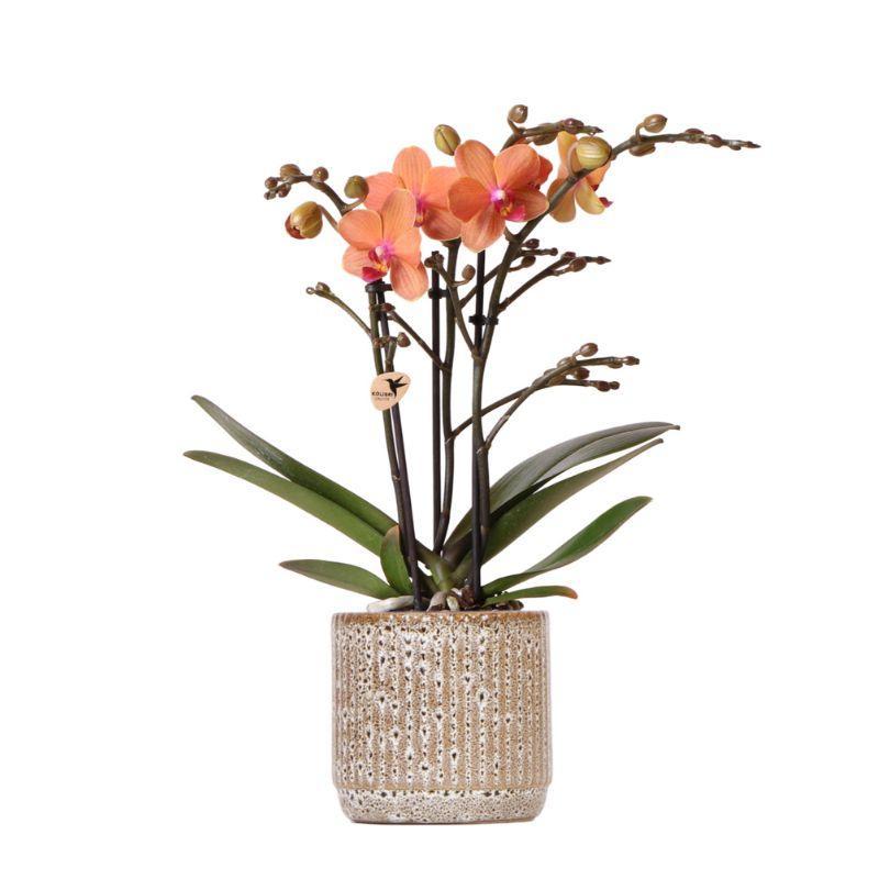 Oranje Phalaenopsis orchidee - Mineral Bolzano + Jaguar pot - potmaat Ø9cm