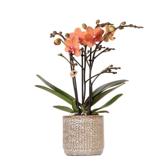 Oranje Phalaenopsis orchidee - Mineral Bolzano + Jaguar pot - potmaat Ø9cm