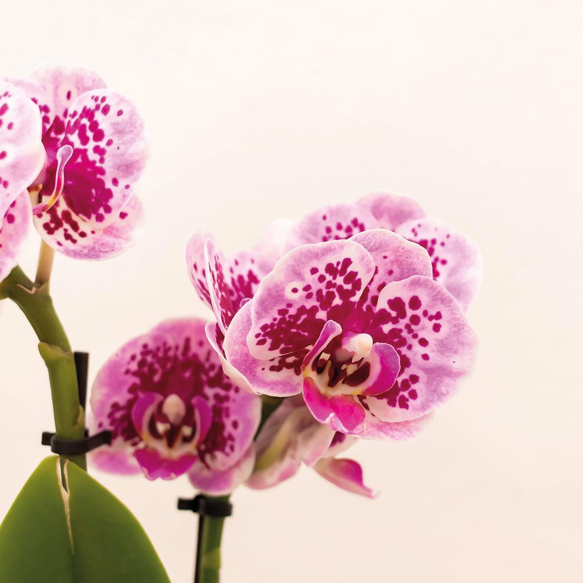 COMBI DEAL van 2 Orchideeën