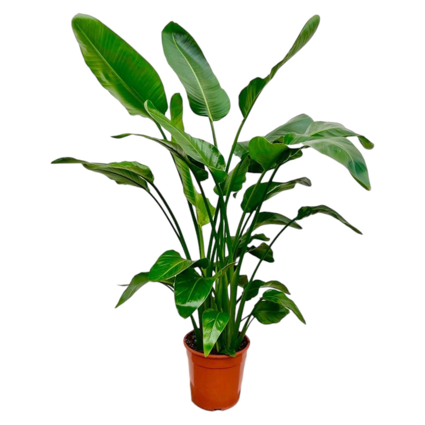 Strelitzia Nicolai XL