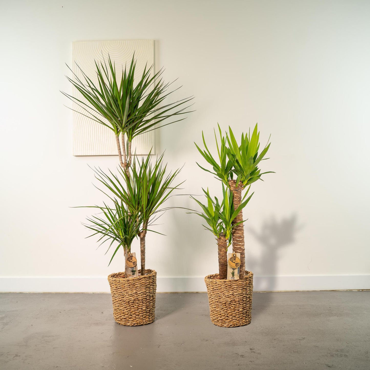 Combi deal: Dracaena (120 cm) + Yucca (100 cm)