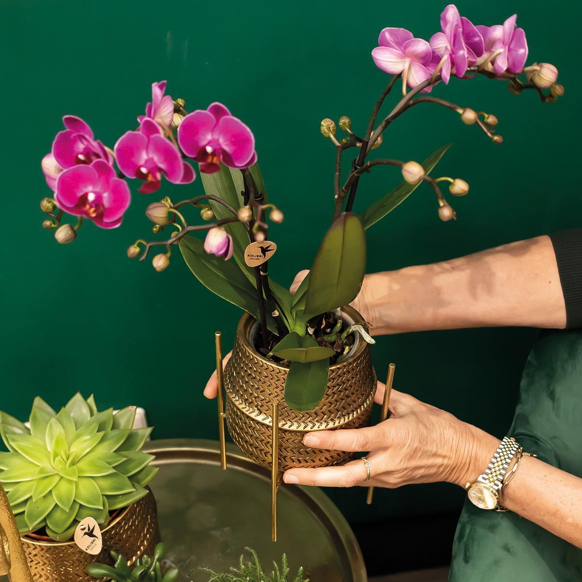 Paarse phalaenopsis orchidee - Morelia + Groove sierpot goud - potmaat Ø9cm - 35cm hoog