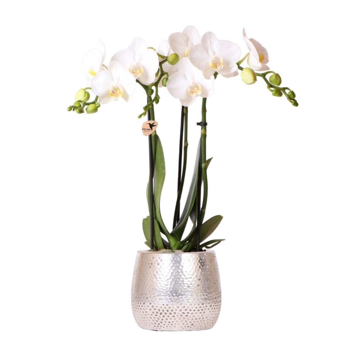 Witte Phalaenopsis orchidee - Amabilis + Elite pot silver- potmaat Ø9cm - 35cm hoog