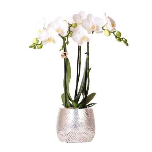 Witte Phalaenopsis orchidee - Amabilis + Elite pot silver- potmaat Ø9cm - 35cm hoog