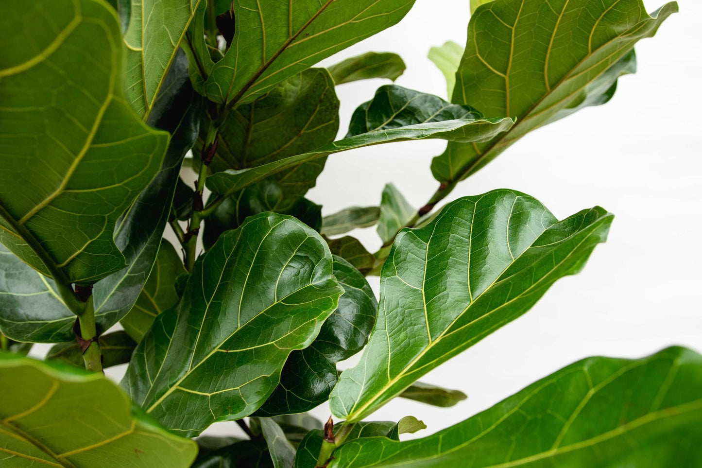 Ficus Lyrata (struik)