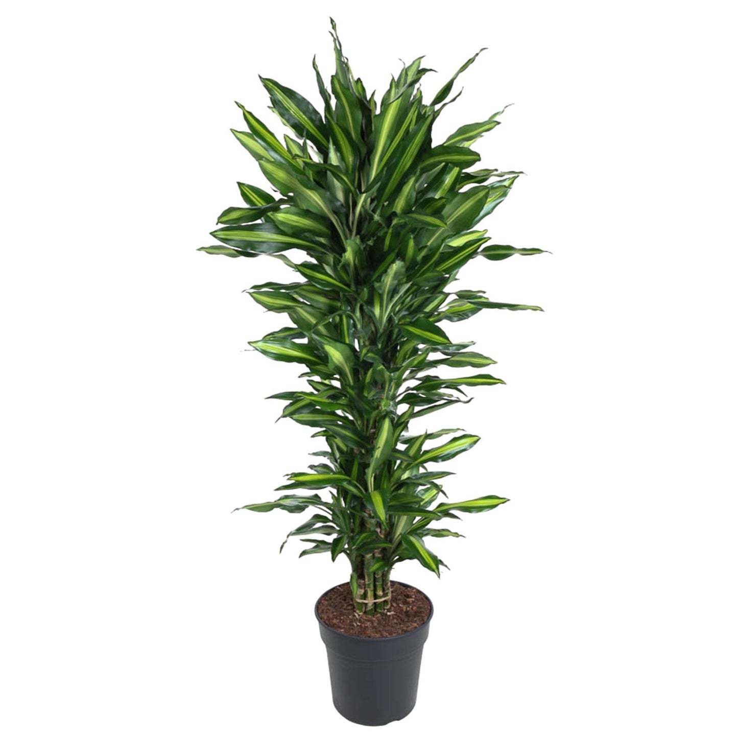 Dracaena Cintho (vertakt)