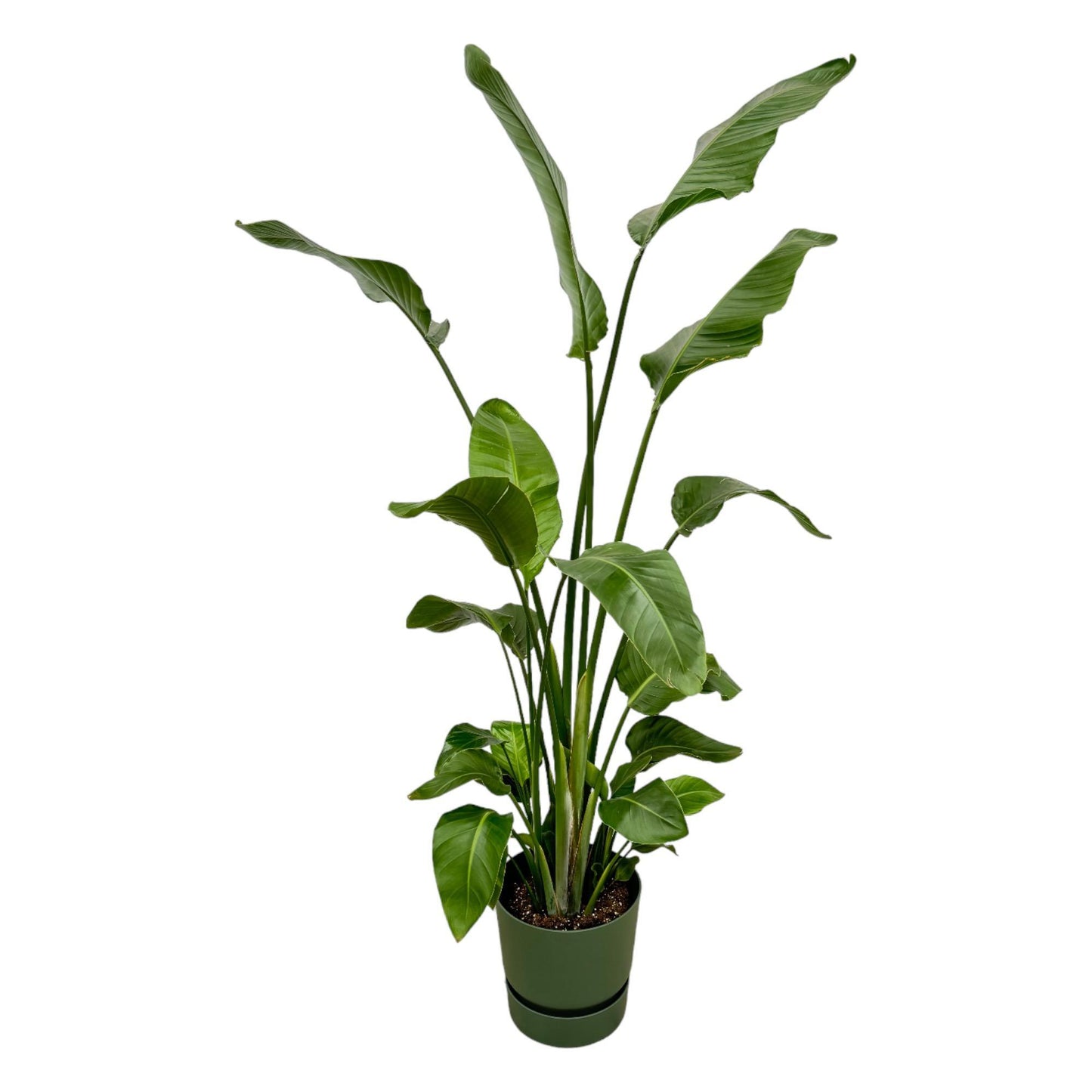 Strelitzia Nicolai + elho Greenville Round