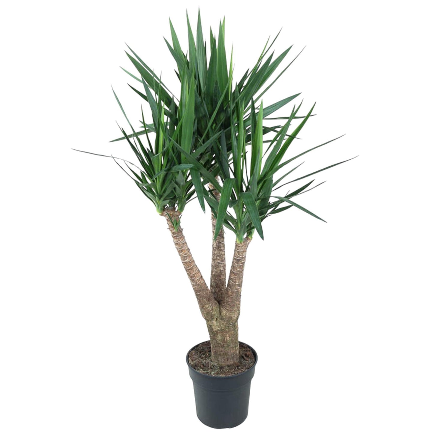 Yucca Elephantipes (vertakt)
