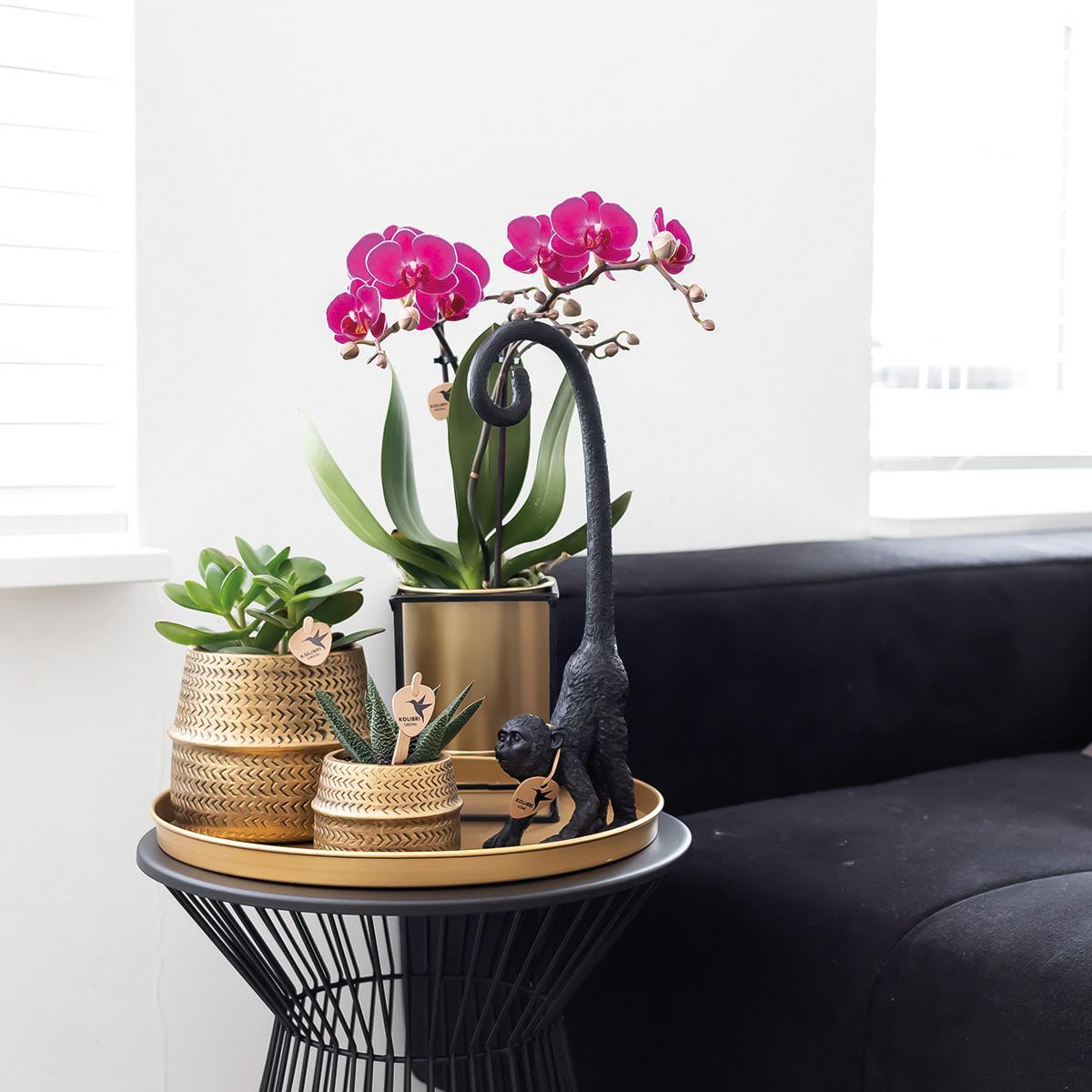 Paarse phalaenopsis orchidee - Morelia + Groove sierpot goud - potmaat Ø9cm - 35cm hoog