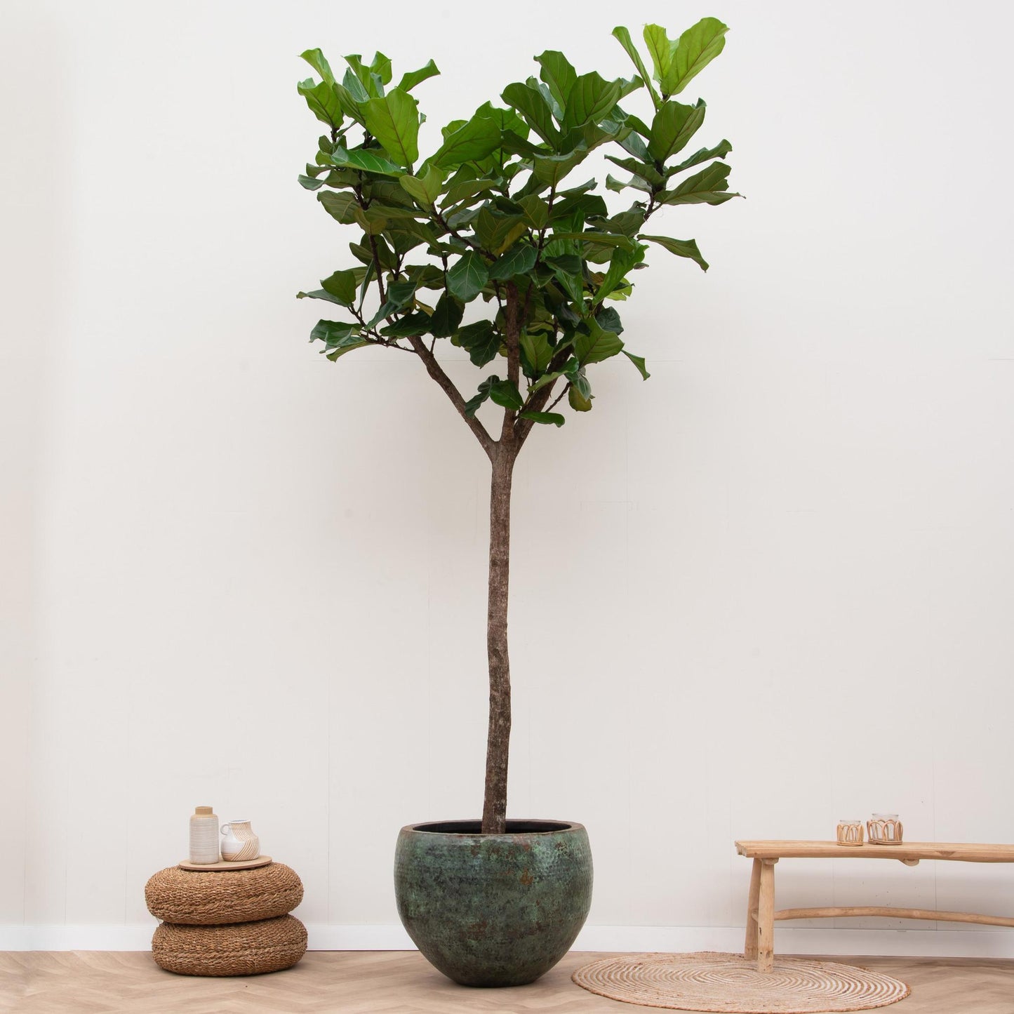 Ficus Lyrata op stam