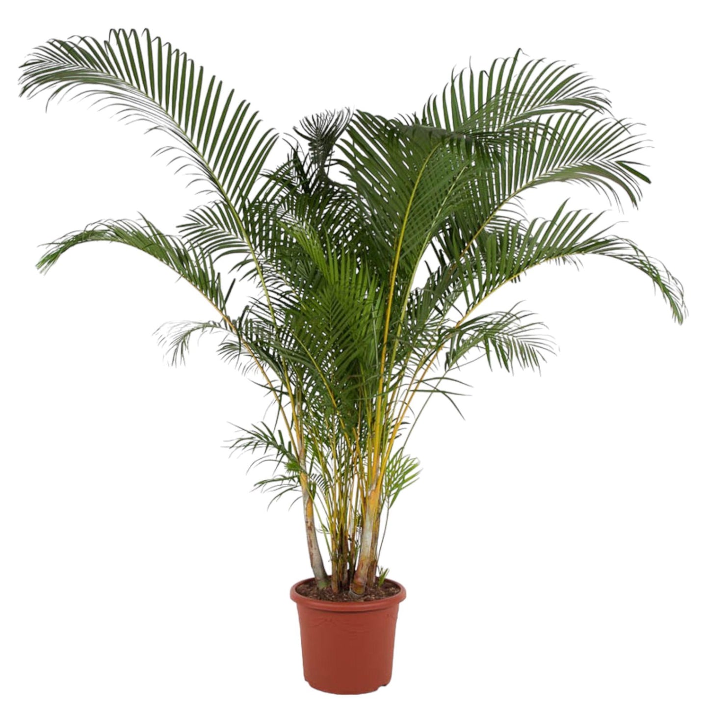 Areca palm (Dypsis Lutescens)