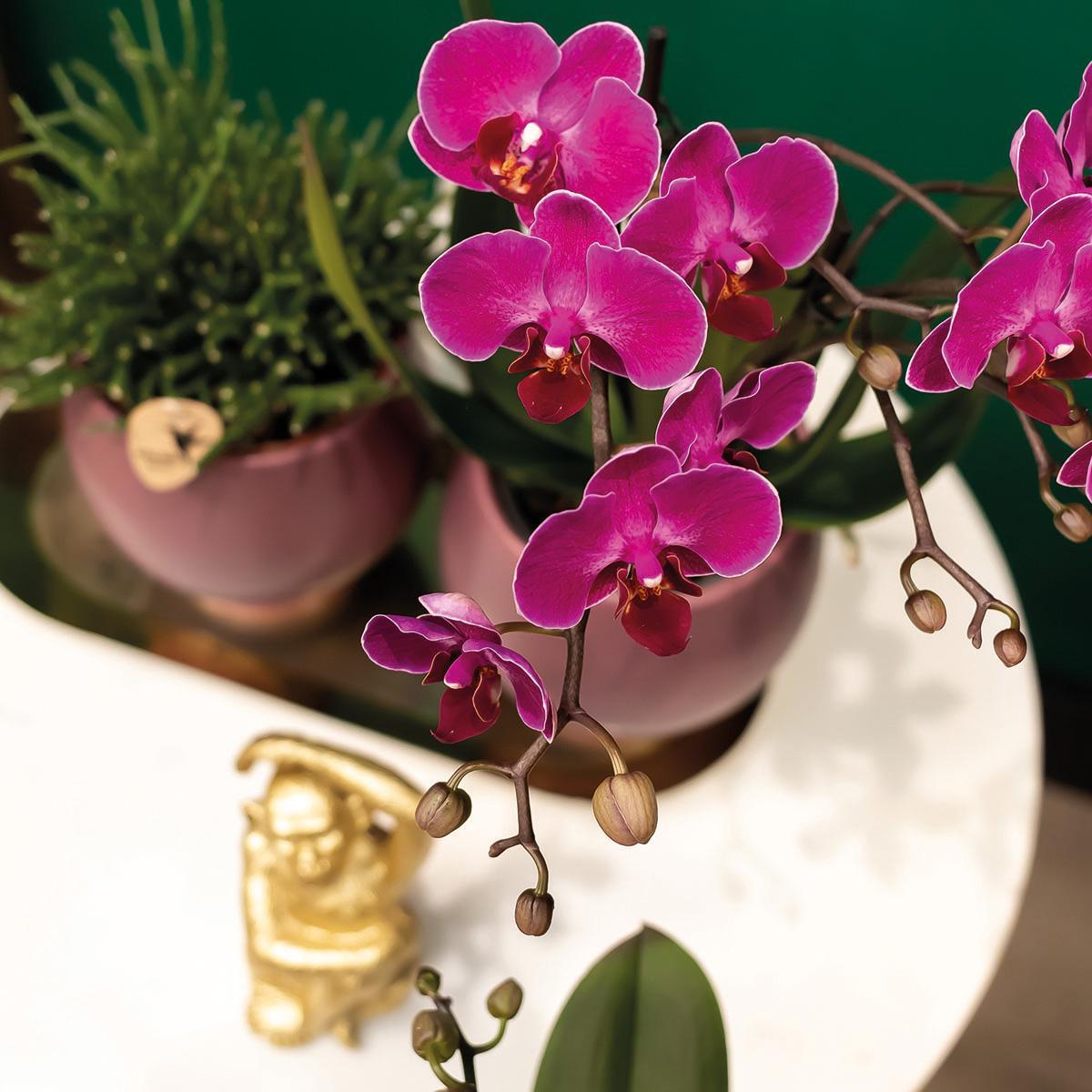 COMBI DEAL van 2 Orchideeën