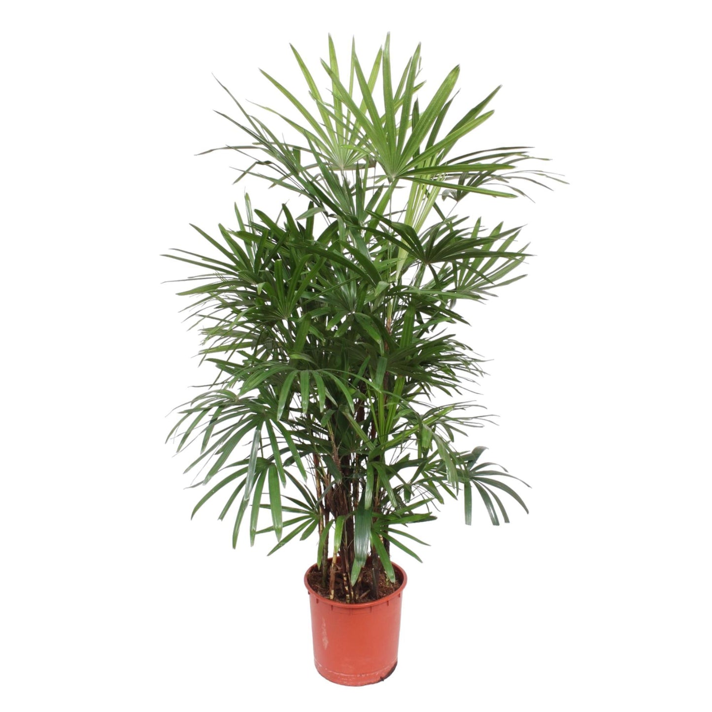 Rhapis Excelsa (Bamboe Palm)