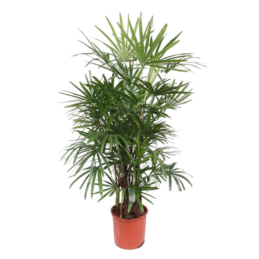 Rhapis Excelsa (Bamboe Palm)