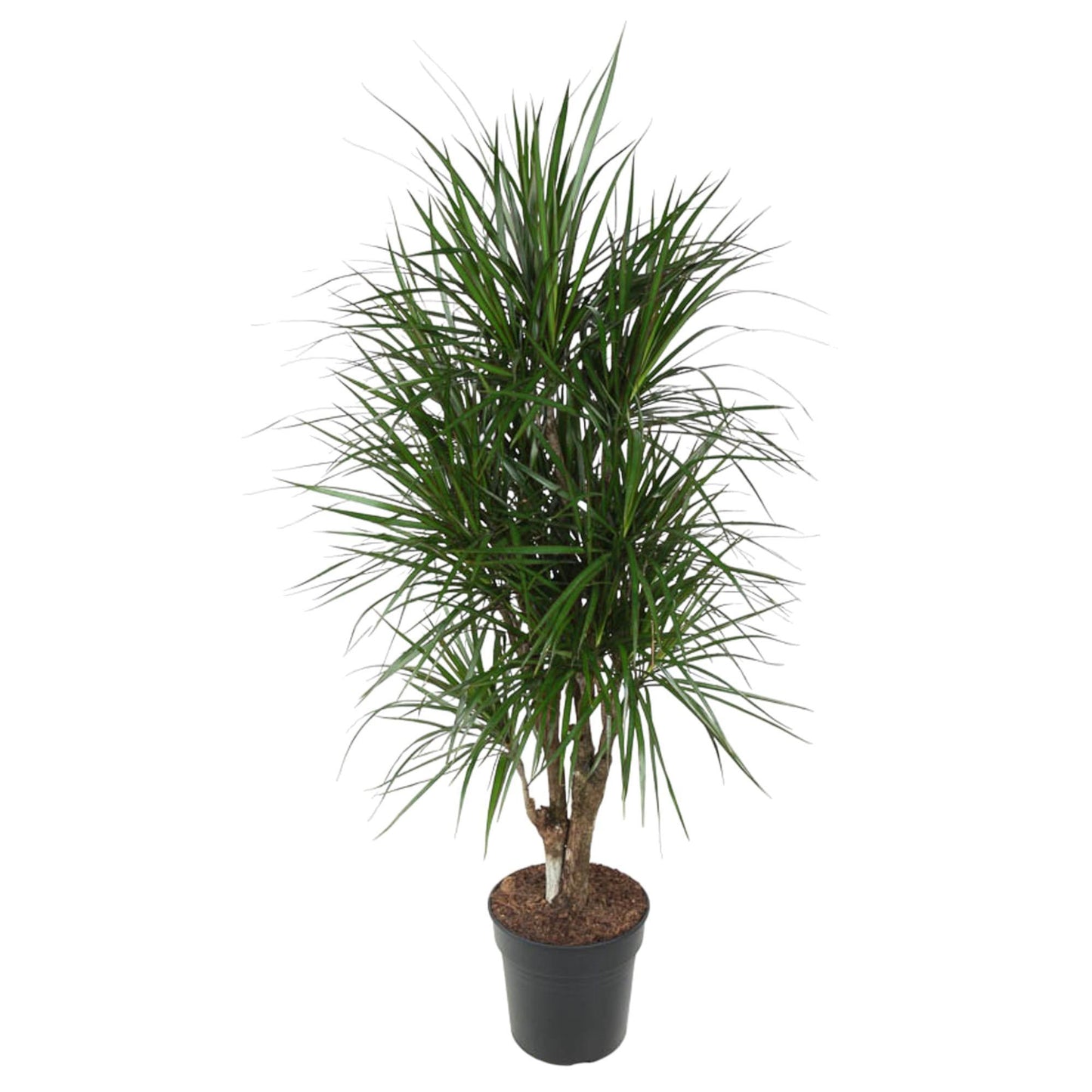 Dracaena Marginata (vertakt)