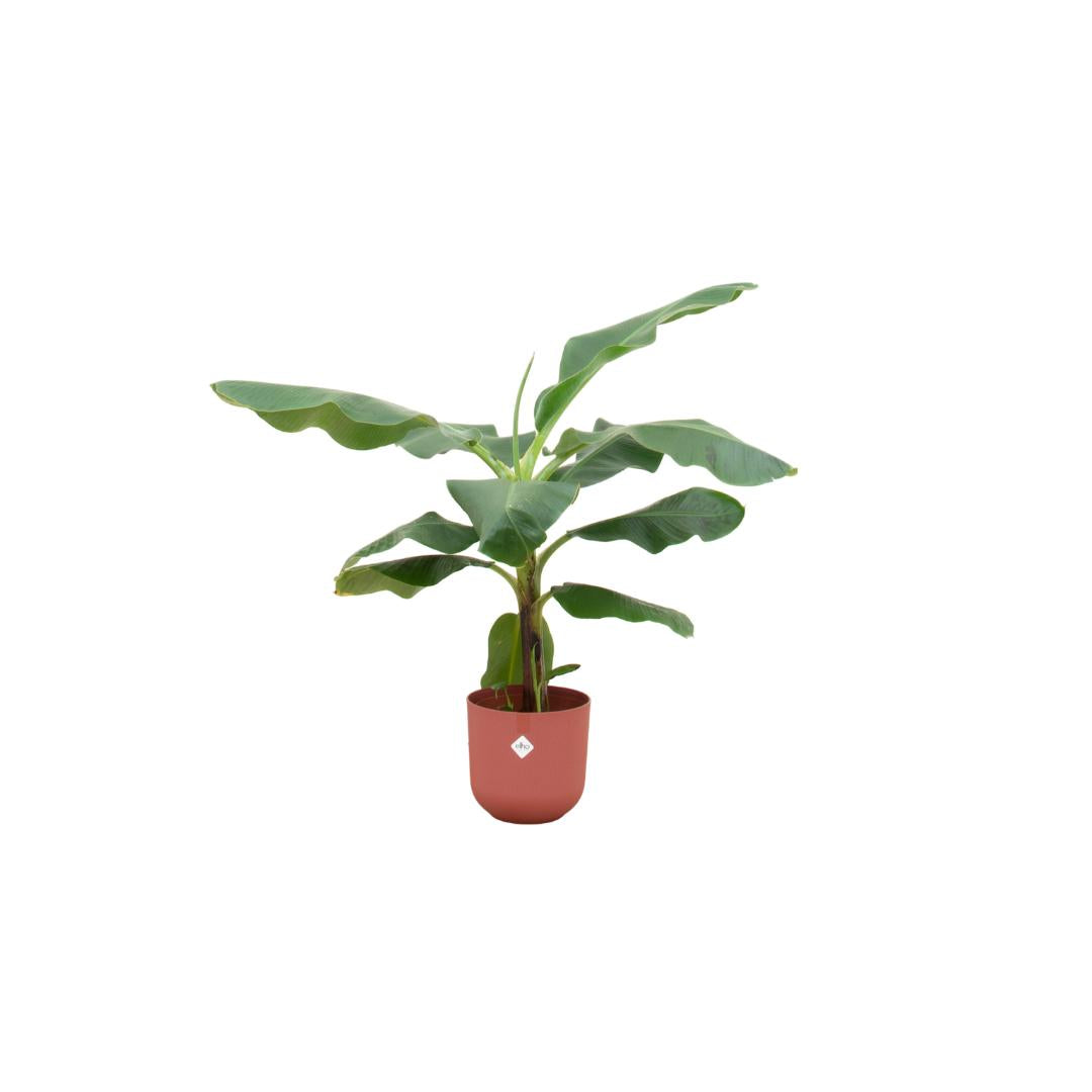 Bananenplant (Musa) + elho Jazz Round