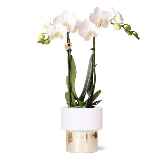 Witte Phalaenopsis orchidee - Amabilis + Lush pot - potmaat Ø9cm - 35cm hoog