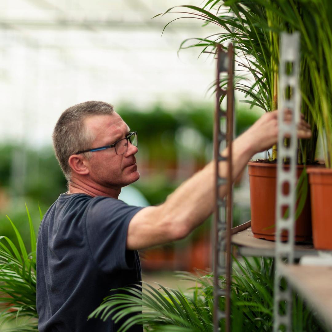 Combi deal: Dracaena (120 cm) + Yucca (100 cm)