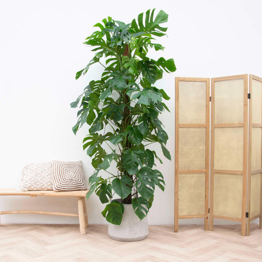 Monstera Deliciosa (XL blad)