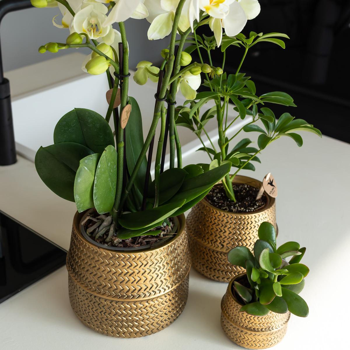 Groove bloempot - Gouden keramieken sierpot - potmaat - Ø9cm