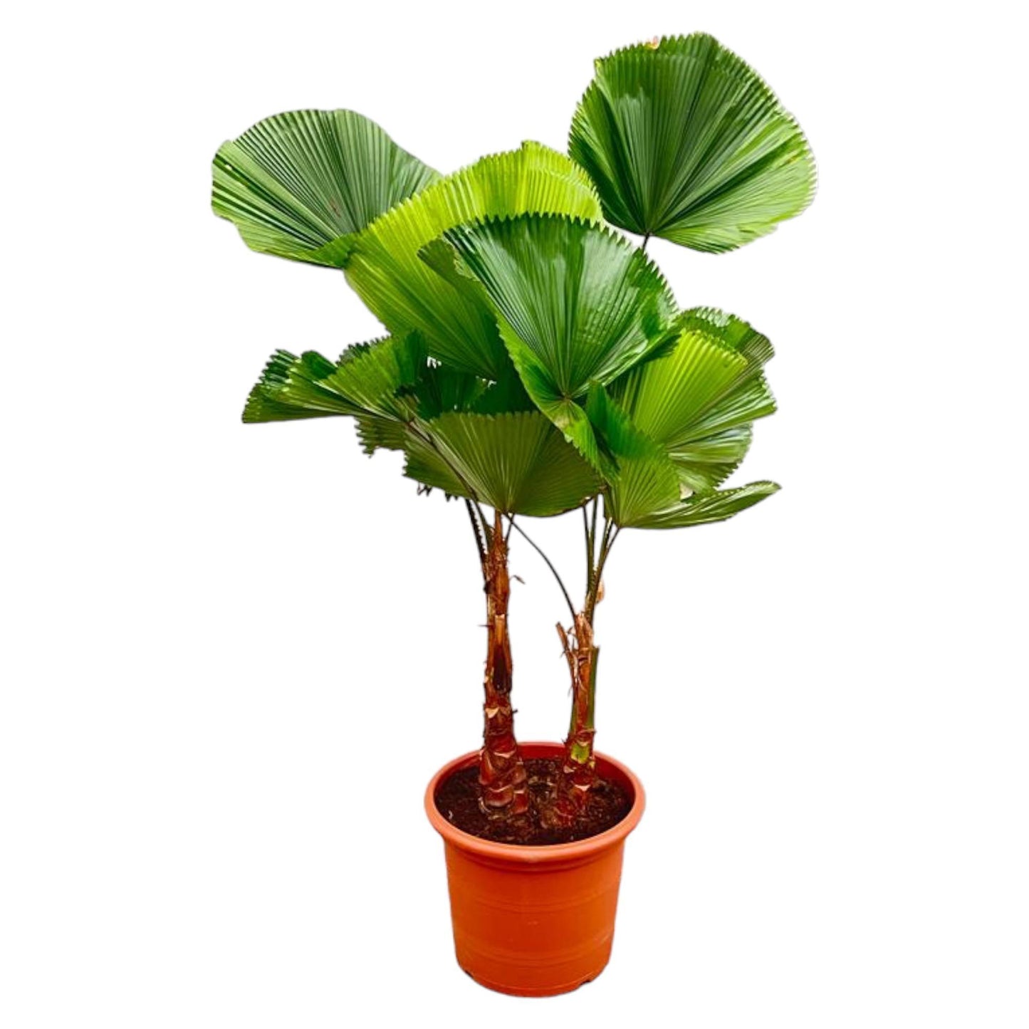 Licuala Grandis (Dubbele stam)