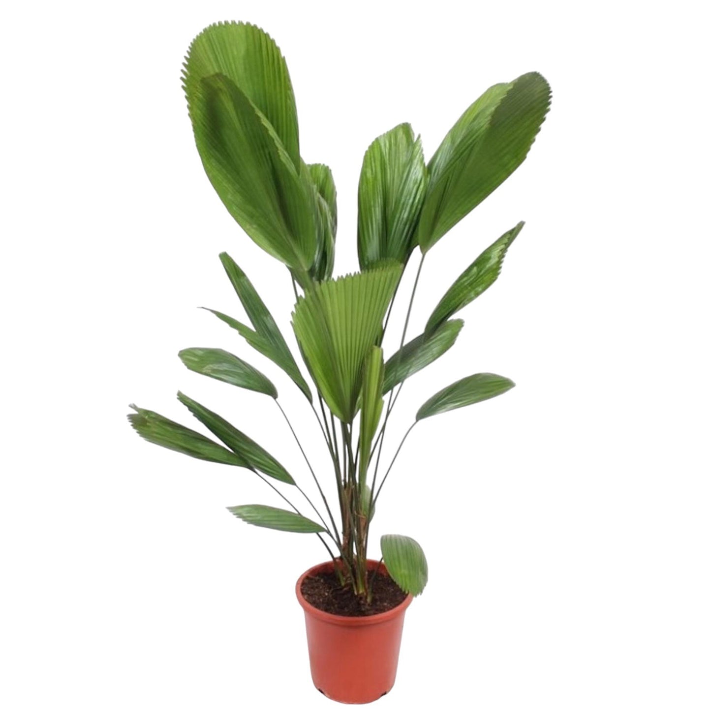 Licuala Grandis