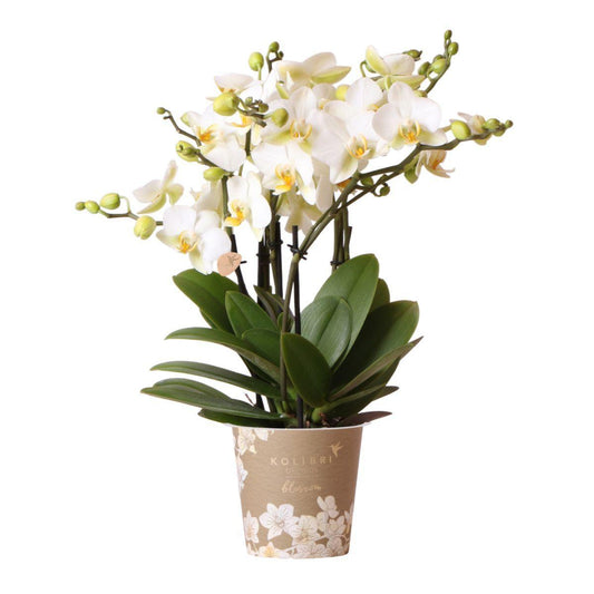 Witte Phalaenopsis orchidee - Lausanne- potmaat Ø12cm