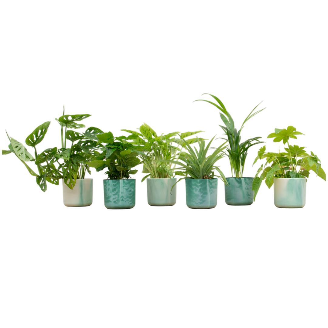 Verrassingsbox - 6 planten + elho Ocean Round