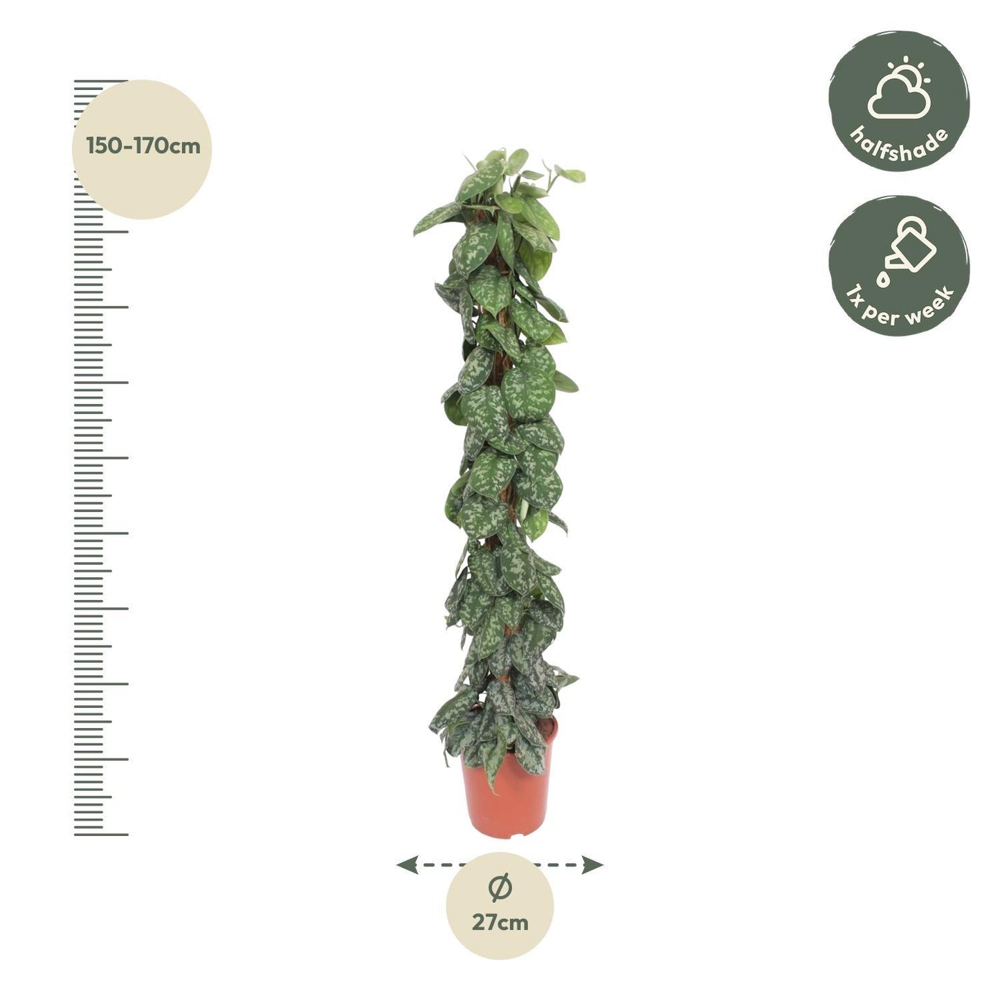 Scindapsus Pictus Trebie mosstok - 160 cm - ø27