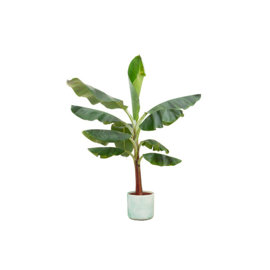 Bananenplant (Musa) + Ocean Round