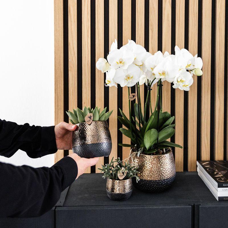 Gift set Home Hub | Plantenset met Phalaenopsis Orchidee en Succulenten incl. keramieken sierpotten