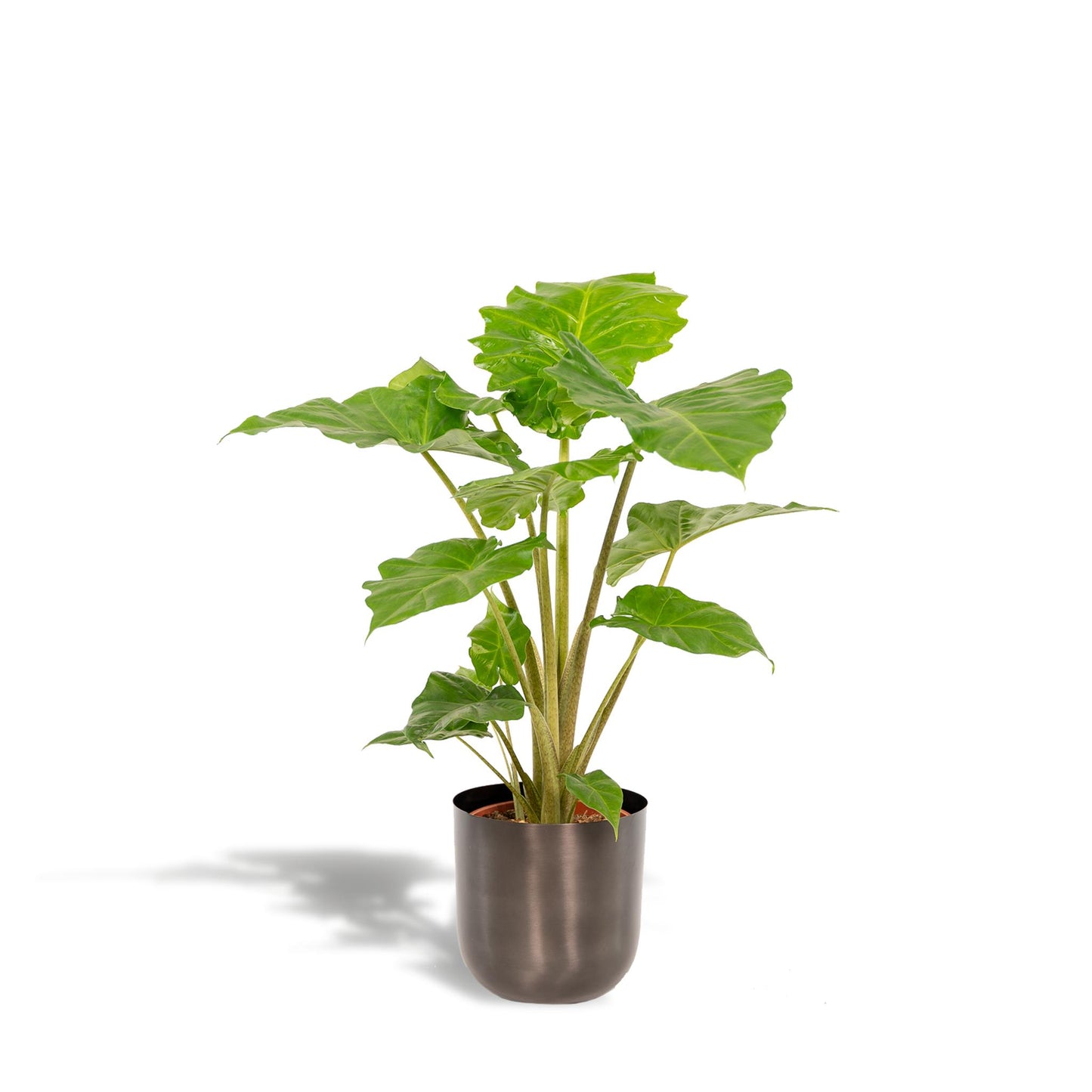 Alocasia Portodora + Pot Mayk