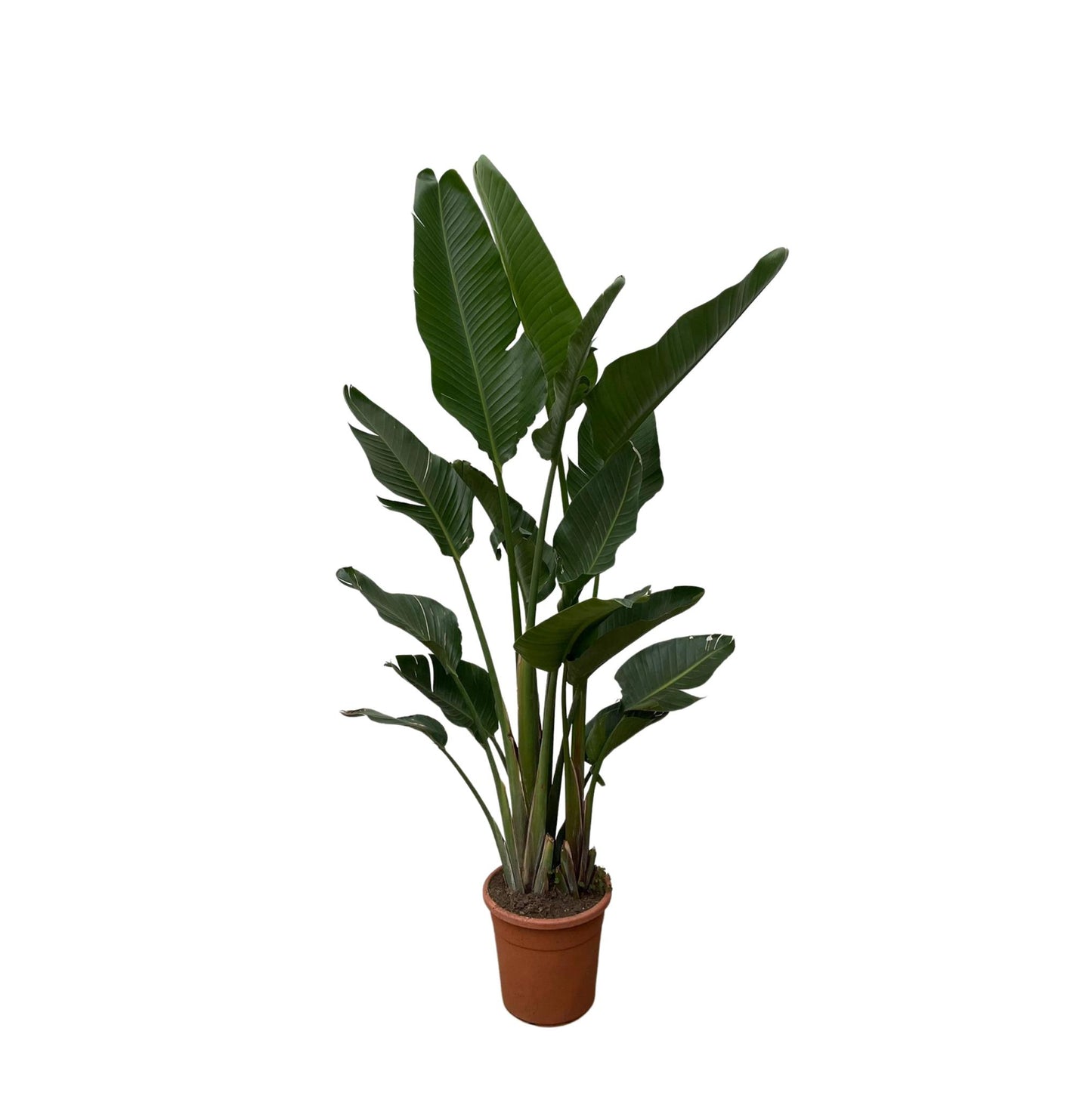 Strelitzia Augusta (multi stam)