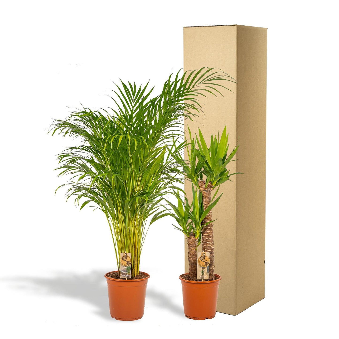 Combi deal: Yucca (100 cm) + Areca (130 cm)