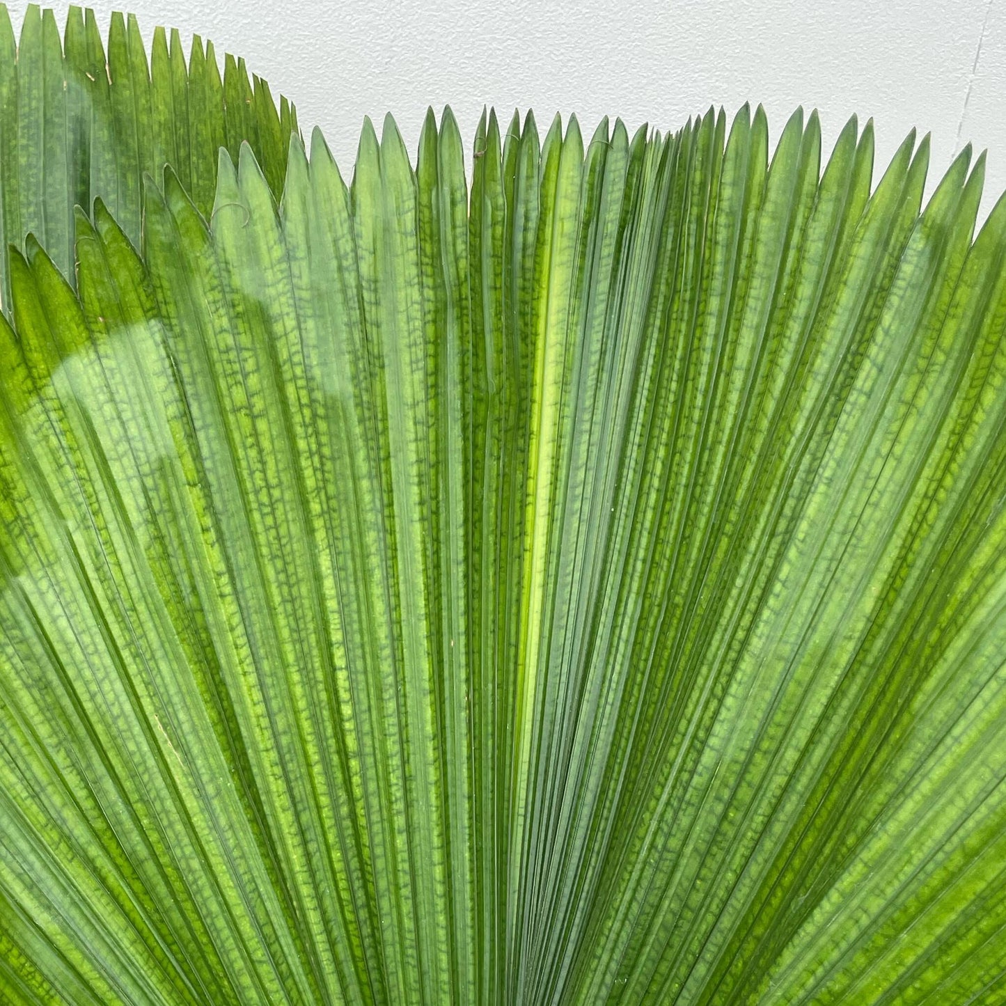 Licuala Grandis (Dubbele stam)