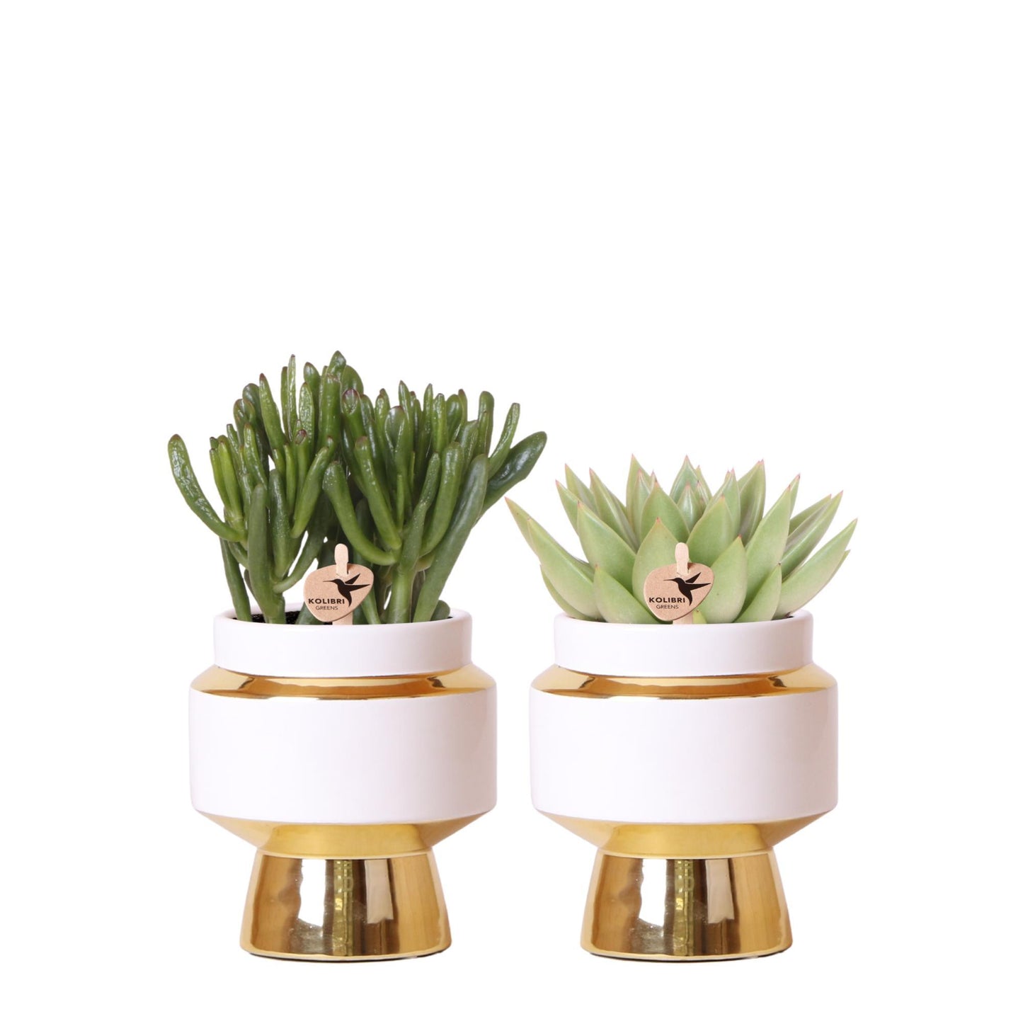 Kolibri Greens | Succulenten set van 2 planten in gouden Le Chic sierpotten - keramiek potmaat Ø9cm