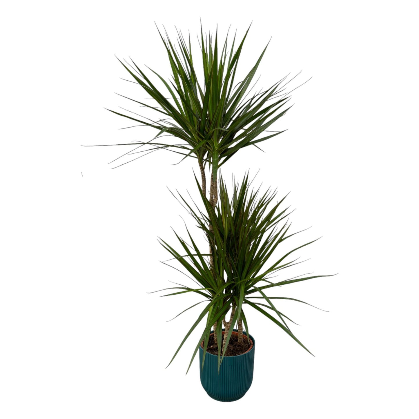 Dracaena Marginata + elho Vibes Fold Round