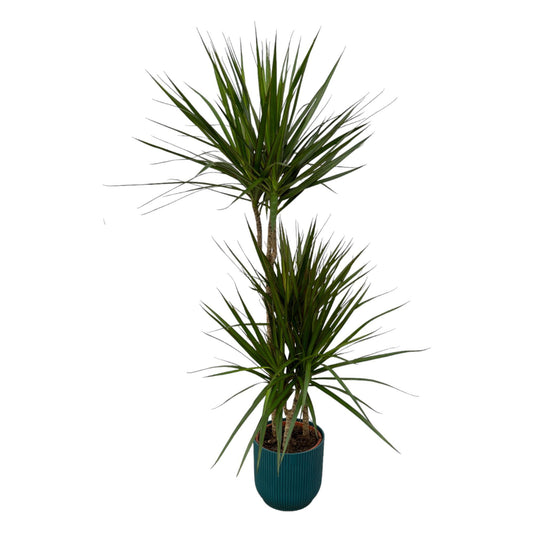 Dracaena Marginata + elho Vibes Fold Round