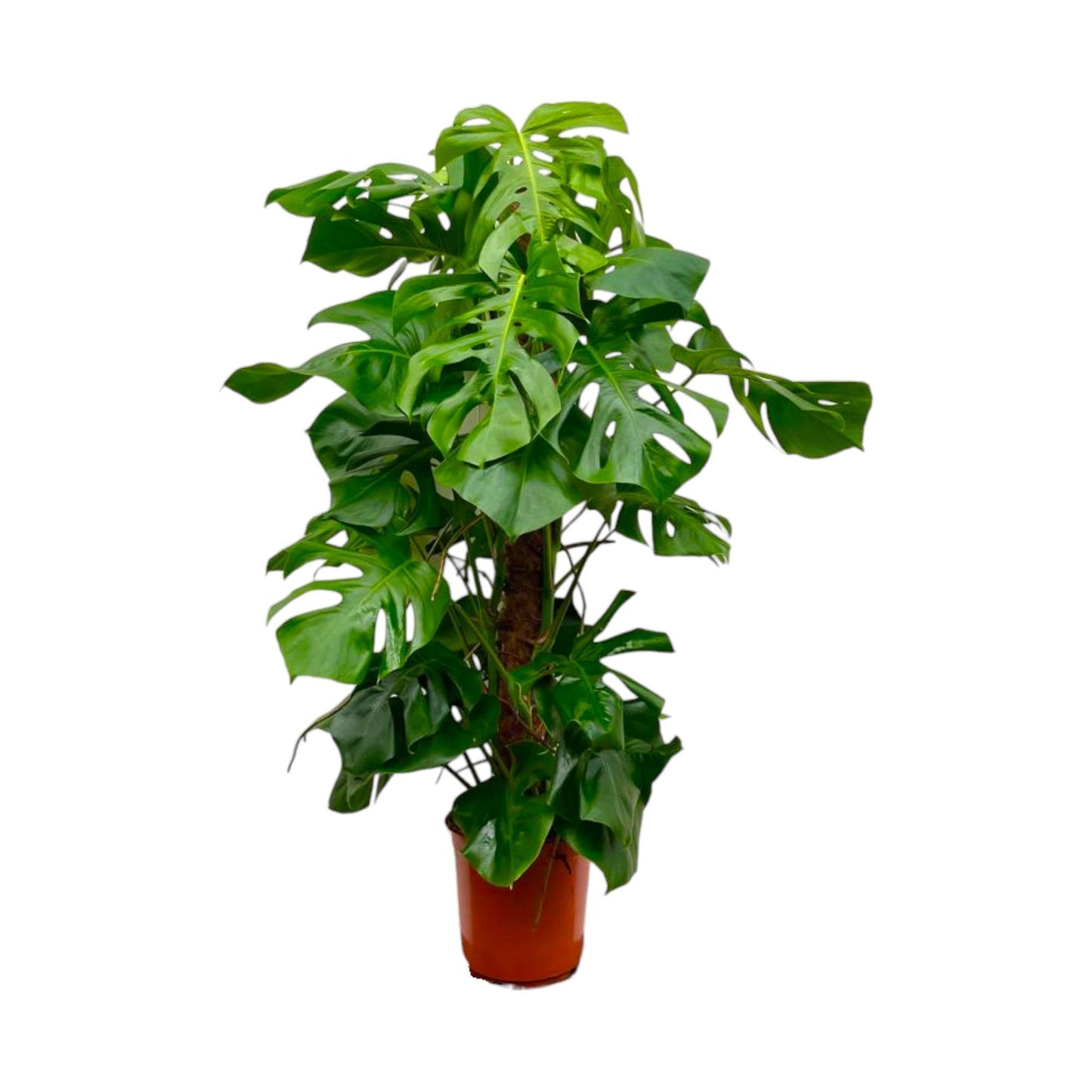 Monstera Deliciosa (XL blad)